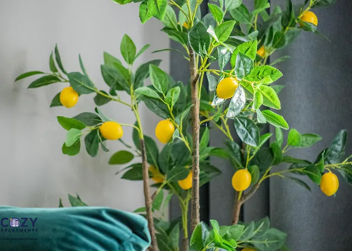 公寓 Collection And Flats - Coresi Mall